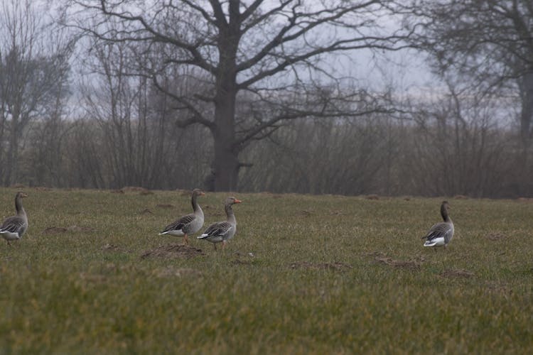 Greylag Geese On Grass