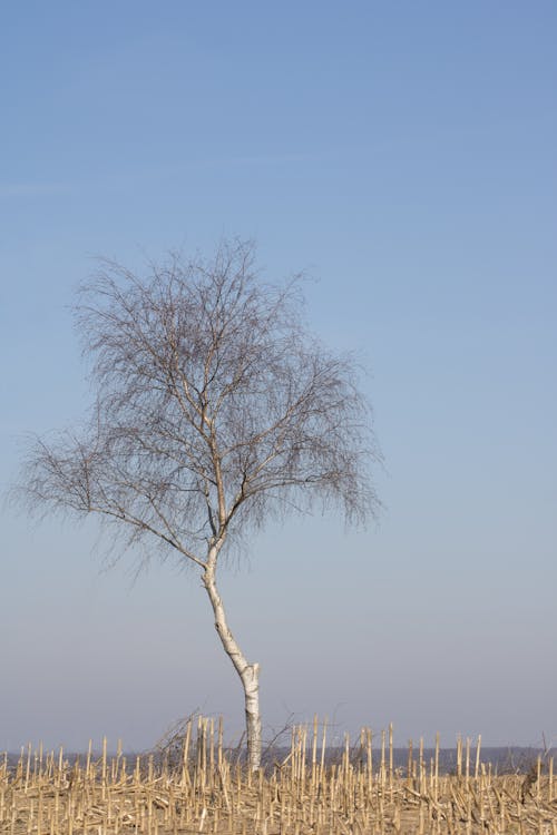 Бесплатное стоковое фото с безлистные, вертикальный выстрел, голое дерево