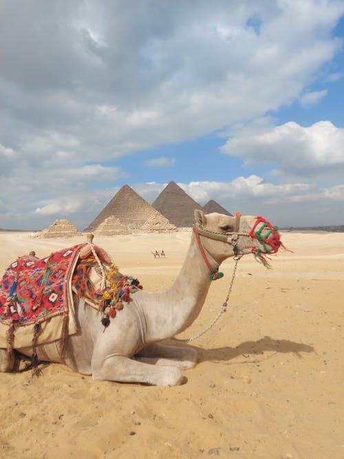 A Camel Lying on Sand with the Great Pyramids in Giza Plateau in Background