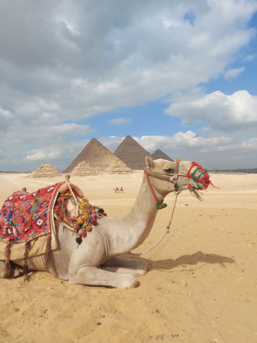 Free A decorated camel resting in the desert near the iconic Pyramids of Giza. Stock Photo
