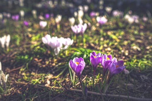 Close-Up Shot of Blooming Crocus Scepusiensis on the Ground