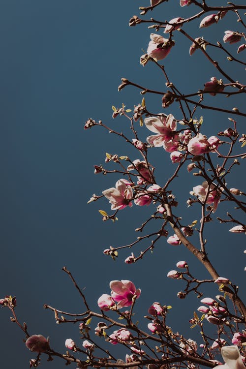 Foto d'estoc gratuïta de creixement, flor de cirerer, flora