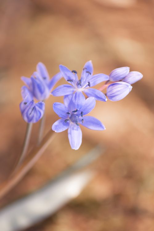 Free stock photo of blue flower, bright, flora Stock Photo