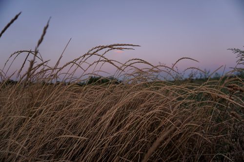 Free Peaceful view of a wheat field swaying gently during a calm dusk evening. Stock Photo