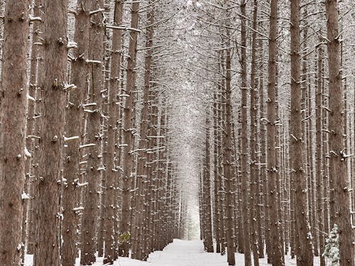 Fotos de stock gratuitas de alto, arboles, bosque