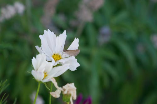 Free stock photo of daisy, flower, flower with moth