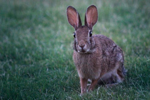 Foto d'estoc gratuïta de conill, conillet, cua de cotó