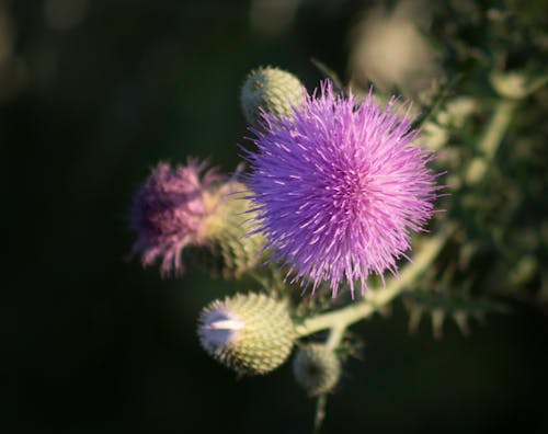 Gratis stockfoto met distel, distelbloem, paarse bloem