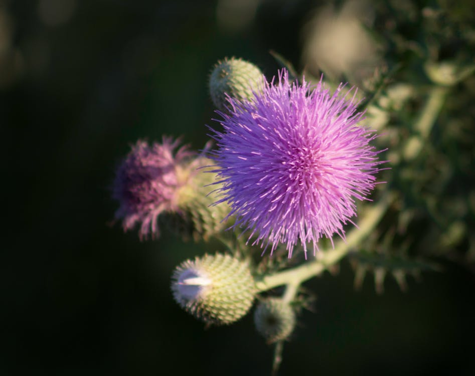 Foto d'estoc gratuïta de card, flor de card, flor morada