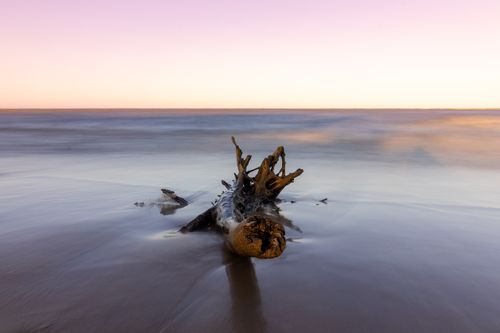 Free A peaceful scene of driftwood on a serene beach during a pink and orange sunset. Stock Photo