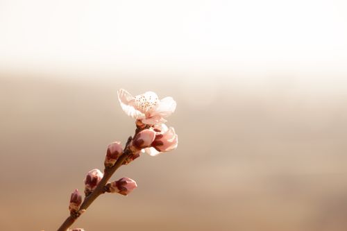 Free stock photo of flowering, spring, spring background Stock Photo