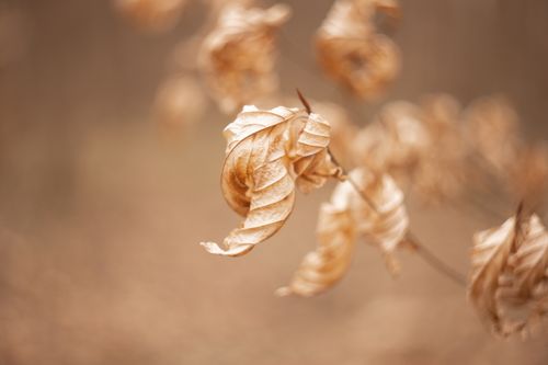 Free stock photo of blurred motion, colors of autumn, golden leaves Stock Photo