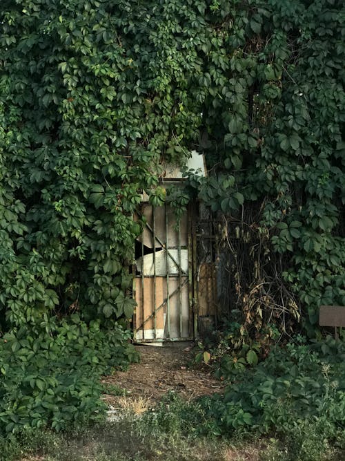 Metal Fence Covered with Clinging Plants