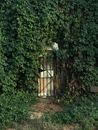 Brown Wooden House in the Middle of Green Plants