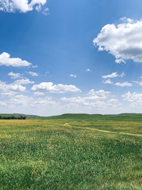 Безкоштовне стокове фото на тему «блакитне небо, вертикальні постріл, зелена трава»