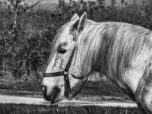 grátis Foto profissional grátis de animal, cavalo, equídeos Foto profissional