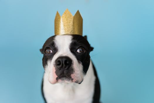 A Dog Wearing a Gold Colored Cardboard Crown