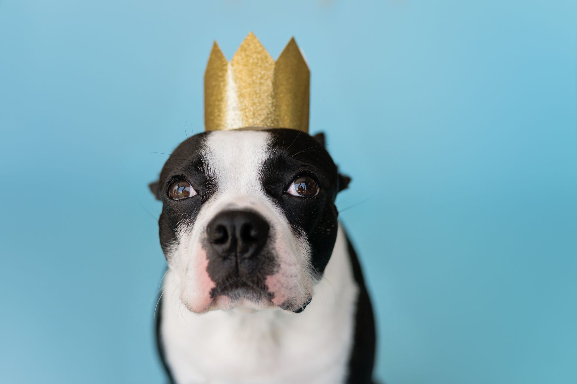 A Dog Wearing a Gold Colored Cardboard Crown