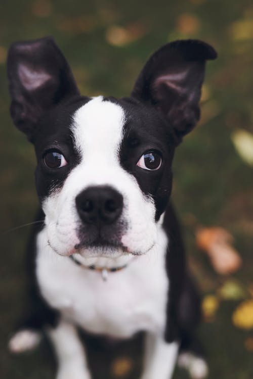 Free Cute Boston Terrier Puppy Stock Photo