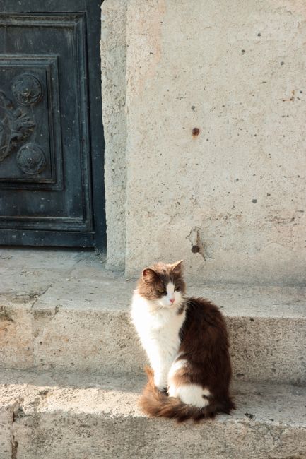 A domestic cat basking in the sunlight on stone steps near a historic doorway in Istanbul.