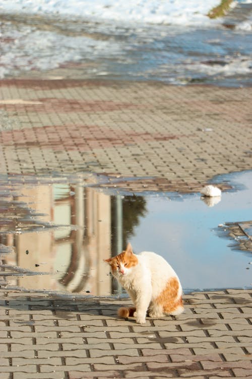 White and Brown Cat Near the Puddle of Water