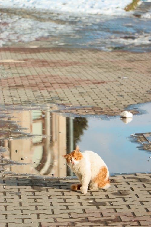 Základová fotografie zdarma na téma dlažba, domácí mazlíček, kaluž