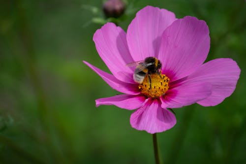Free Honey Bee on Pink Flower Stock Photo