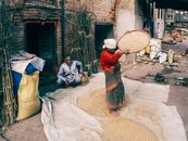 A Woman Winnowing