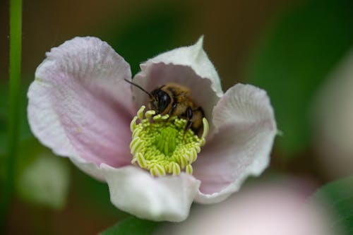 Honey Bee in White Flower 
