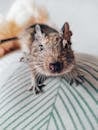 Free stock photo of animal, animals, cute