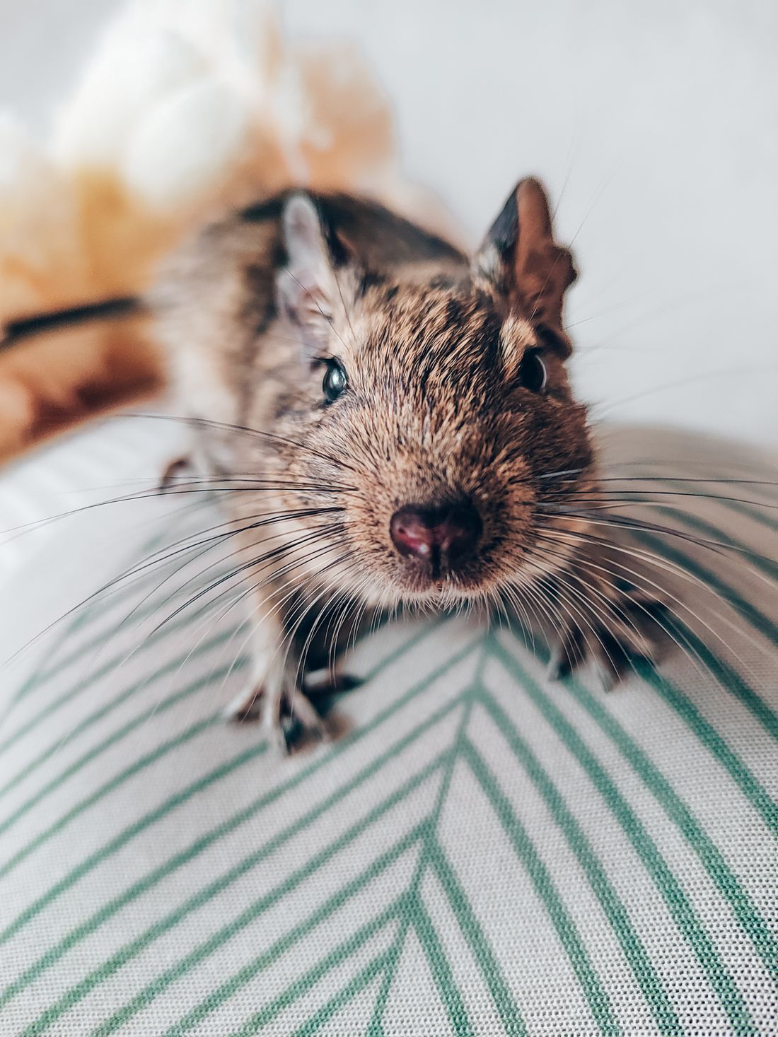 Degu kemirgeninin yakın plan görüntüsü