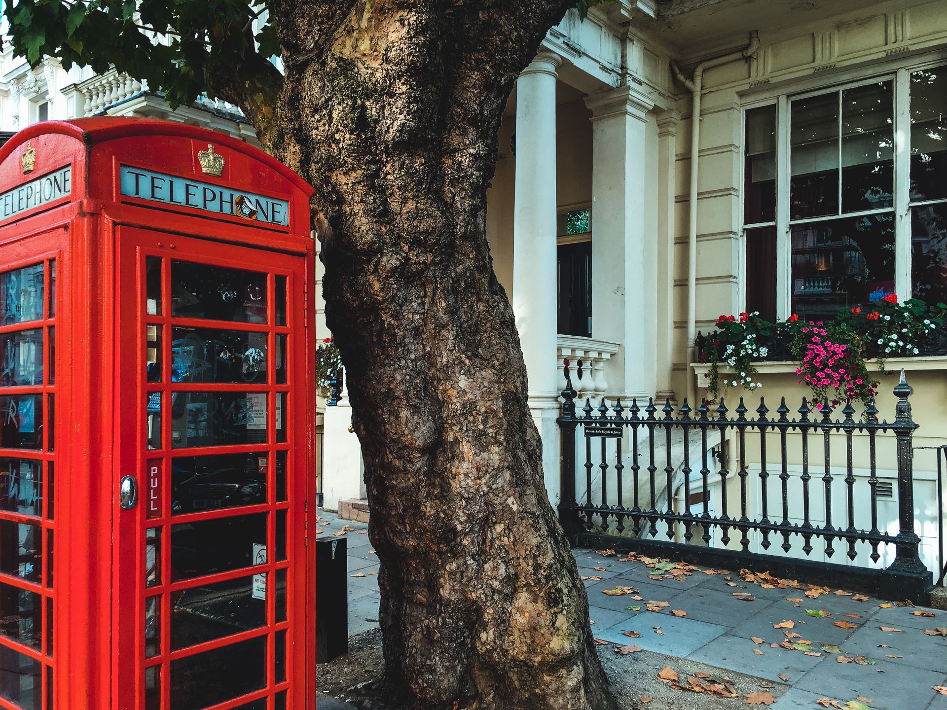 Iconic red telephone booth beside a tree on a charming street in London.
