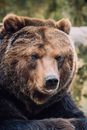 Close up on Bear Head