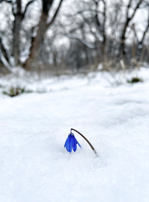 Blue Flower on Snow Covered Ground