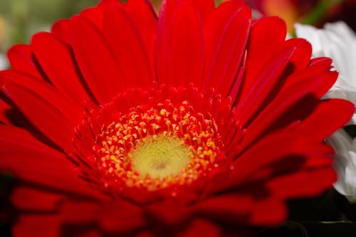 Fotobanka s bezplatnými fotkami na tému flóra, gerbera, kvet