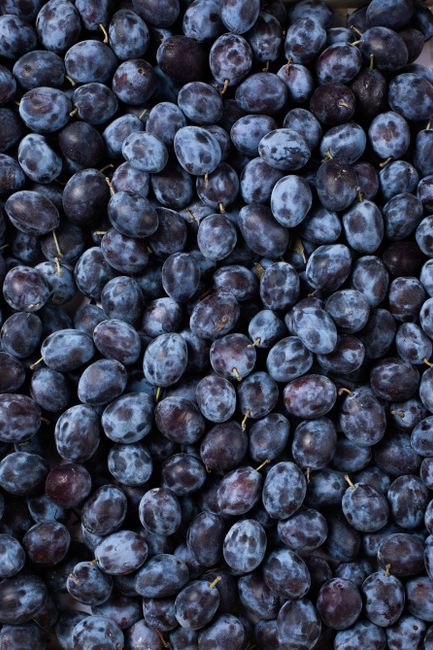 Vibrant close-up of freshly harvested blue plums, showcasing their rich color and natural texture.
