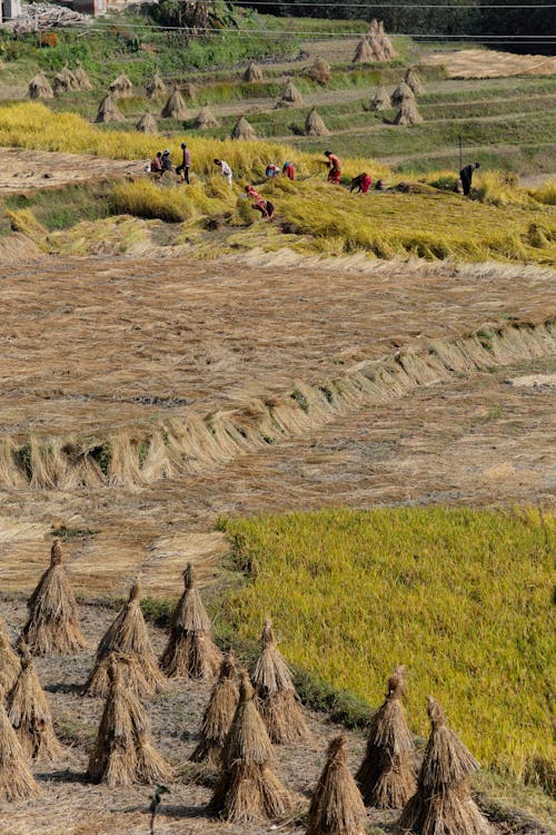 Haystacks and People Working on a Farm Field