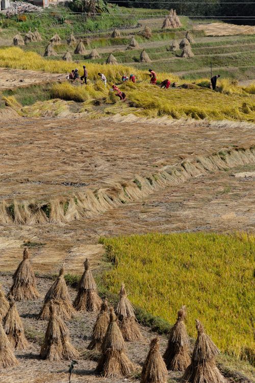 Free Farmers harvesting rice by hand in a sunny rural landscape with haystacks. Stock Photo