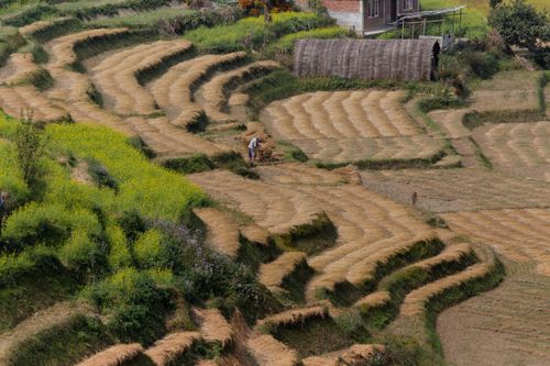 Free Beautiful terraced fields with a farmer working in a rural agricultural setting. Stock Photo