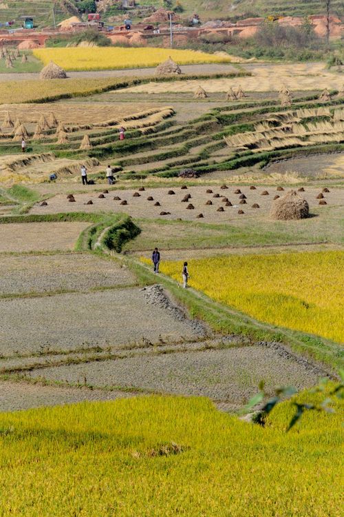 Free A scenic view of terraced croplands with straw piles and farmers in a serene countryside setting. Stock Photo