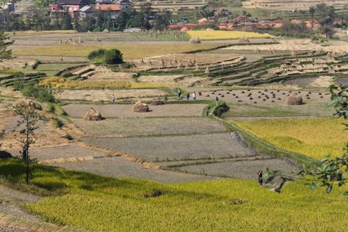 Free Scenic view of terraced farmland with haystacks and people harvesting crops during the day. Stock Photo