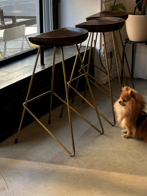 A Dog Sitting Near Wooden Bar Stools by the Window