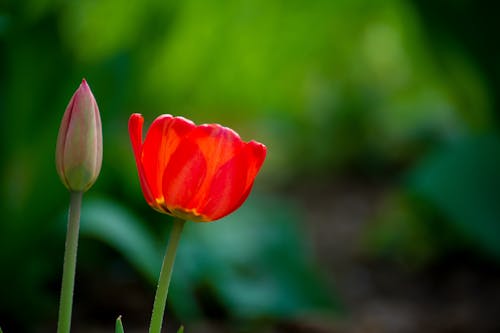 Ảnh lưu trữ miễn phí về hình nền, hoa, hoa tulip