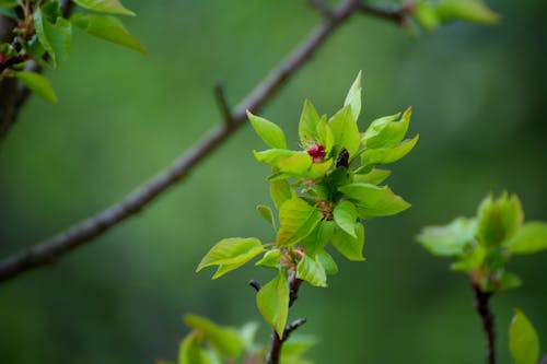 Ảnh lưu trữ miễn phí về chi nhánh, chi tiết, hình nền