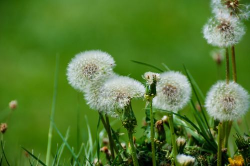 Free Beautiful close-up of dandelion seeds against a lush green background in Slovakia. Stock Photo