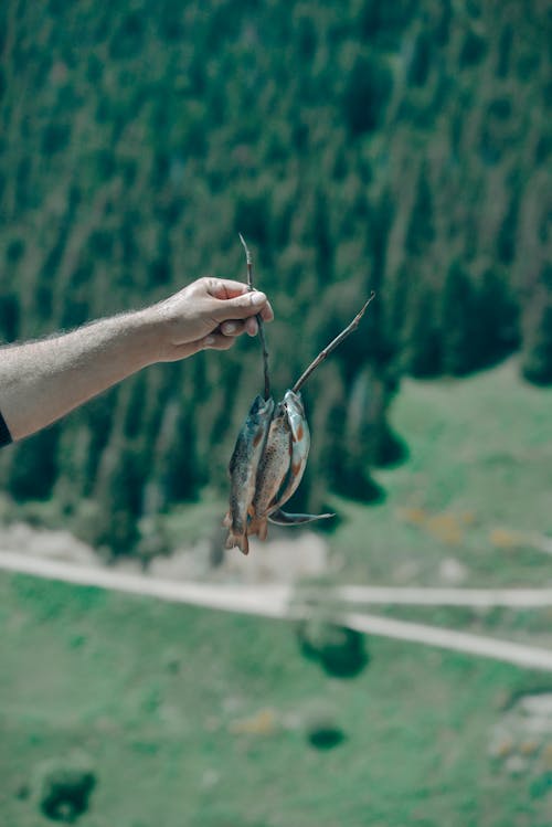 Person Holding a Fish Bait