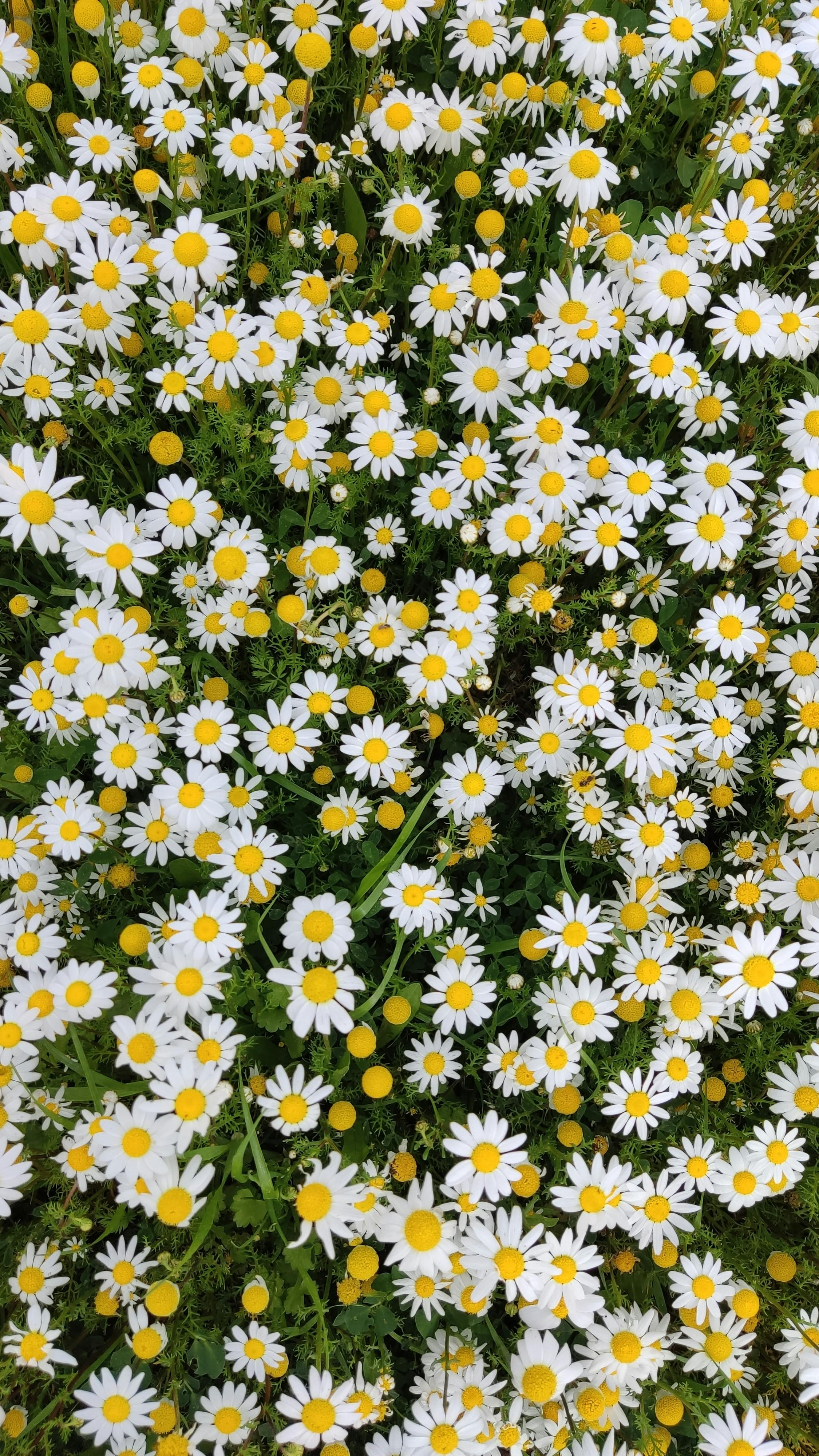 [ColoSach]-a-beautiful-top-view-of-blooming-chamomile-flowers-in-guelma,-algeria.