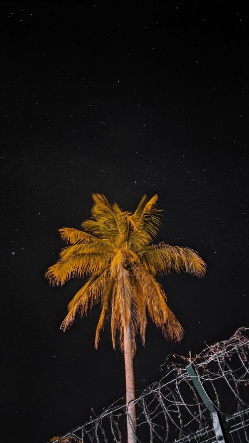 Free A coconut palm tree silhouetted against a starry night sky with barbed wire fencing. Stock Photo
