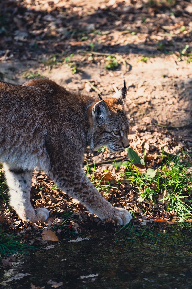 Close-Up Shot Of A Bobcat Walking On The Ground
