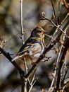 Brown and White Bird on Brown Tree Branch